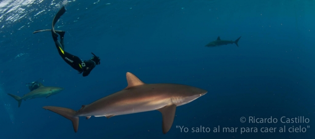  Immersioni con gli squali 